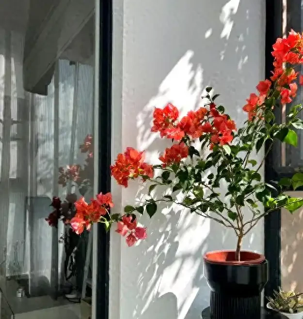 澆花不求人:家裡常見幾樣兌水,七天葉片綠油油