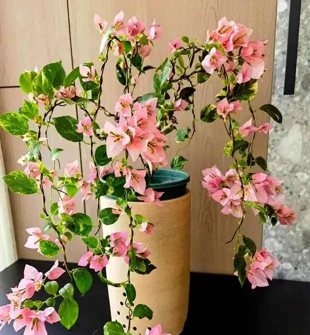 澆花不求人:家裡常見幾樣兌水,七天葉片綠油油