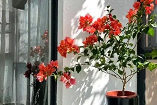 澆花不求人：家裡常見幾樣兌水，七天葉片綠油油