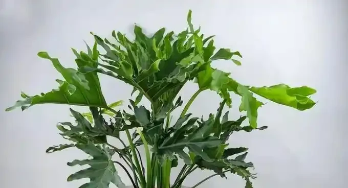 這幾塊錢的懶人植物真神了!養死算我輸,放家裡越舊越值錢,新手閉眼入