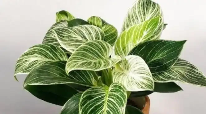 這幾塊錢的懶人植物真神了!養死算我輸,放家裡越舊越值錢,新手閉眼入