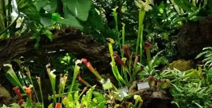 這幾塊錢的懶人植物真神了!養死算我輸,放家裡越舊越值錢,新手閉眼入