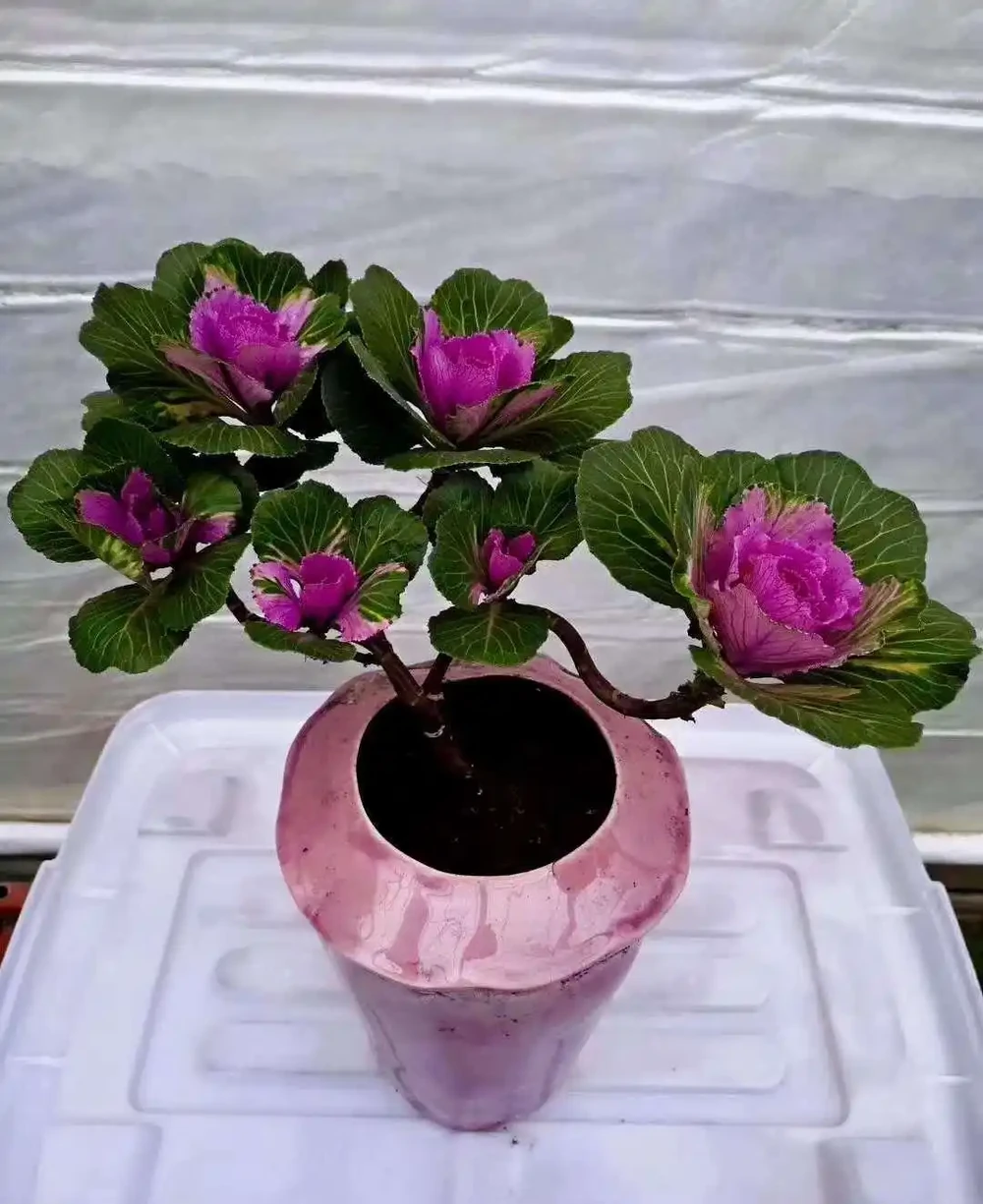 北方花友支稜起來!零下10℃凍不死的「硬漢」盆栽,扔雪地裡也能活,秋冬懶人必備