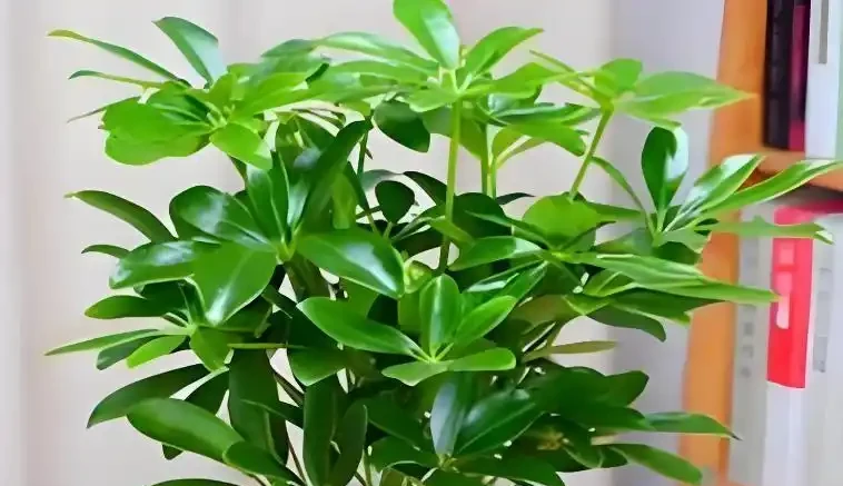 這幾塊錢的懶人植物真神了!養死算我輸,放家裡越舊越值錢,新手閉眼入