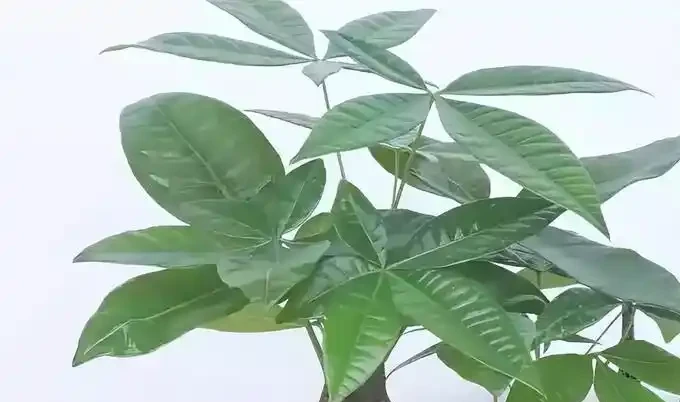 這幾塊錢的懶人植物真神了!養死算我輸,放家裡越舊越值錢,新手閉眼入
