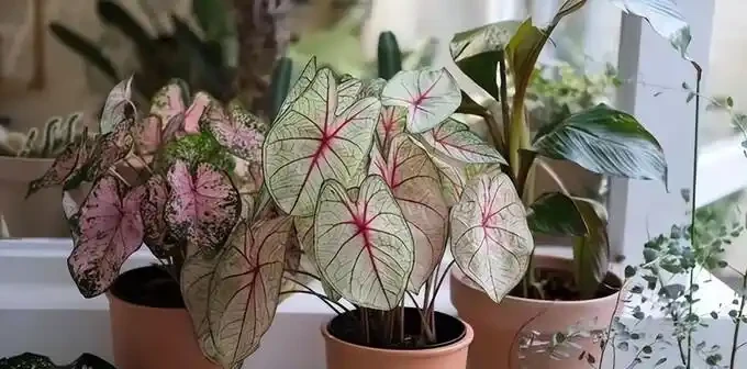 這幾塊錢的懶人植物真神了!養死算我輸,放家裡越舊越值錢,新手閉眼入
