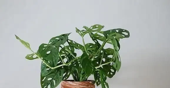 這幾塊錢的懶人植物真神了!養死算我輸,放家裡越舊越值錢,新手閉眼入