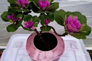 北方花友支稜起來！零下10℃凍不死的「硬漢」盆栽，扔雪地裡也能活，秋冬懶人必備
