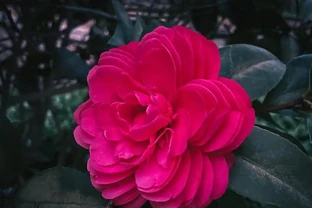 茶花葉子掉光別慌！記住「保根保溼不折騰」，7天黃金搶救期，一個月冒新葉