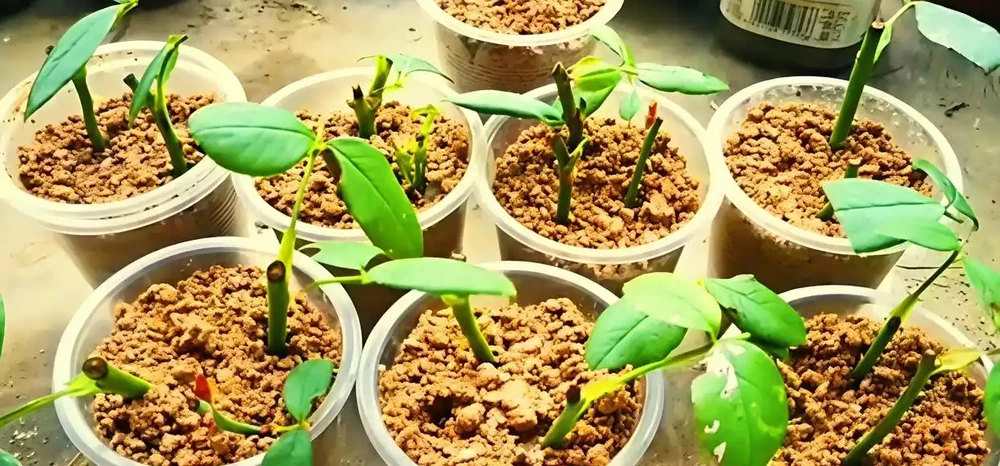 玫瑰插枝總黑杆?老花農透底:避開3個隱形坑,15天大白根擠滿杯!