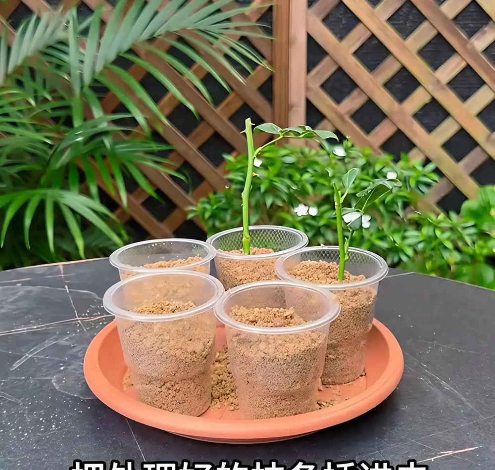 玫瑰插枝總黑杆?老花農透底:避開3個隱形坑,15天大白根擠滿杯!