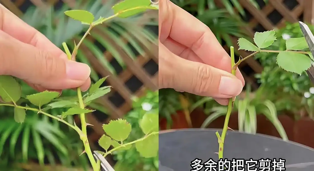 玫瑰插枝總黑杆?老花農透底:避開3個隱形坑,15天大白根擠滿杯!
