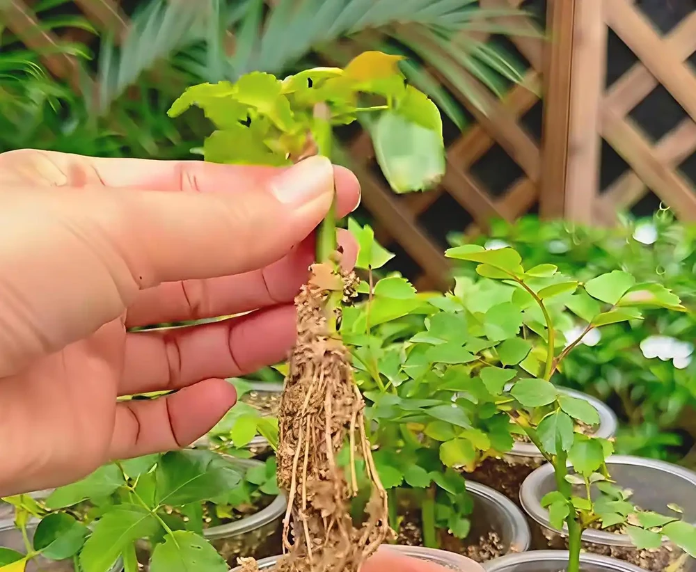 玫瑰插枝總黑杆?老花農透底:避開3個隱形坑,15天大白根擠滿杯!