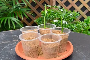 玫瑰插枝總黑杆？老花農透底：避開3個隱形坑，15天大白根擠滿杯！