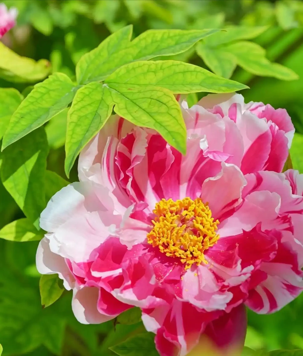不用羨慕北方的牡丹，咱們南方的「平替花」，也能開得驚豔又熱鬧