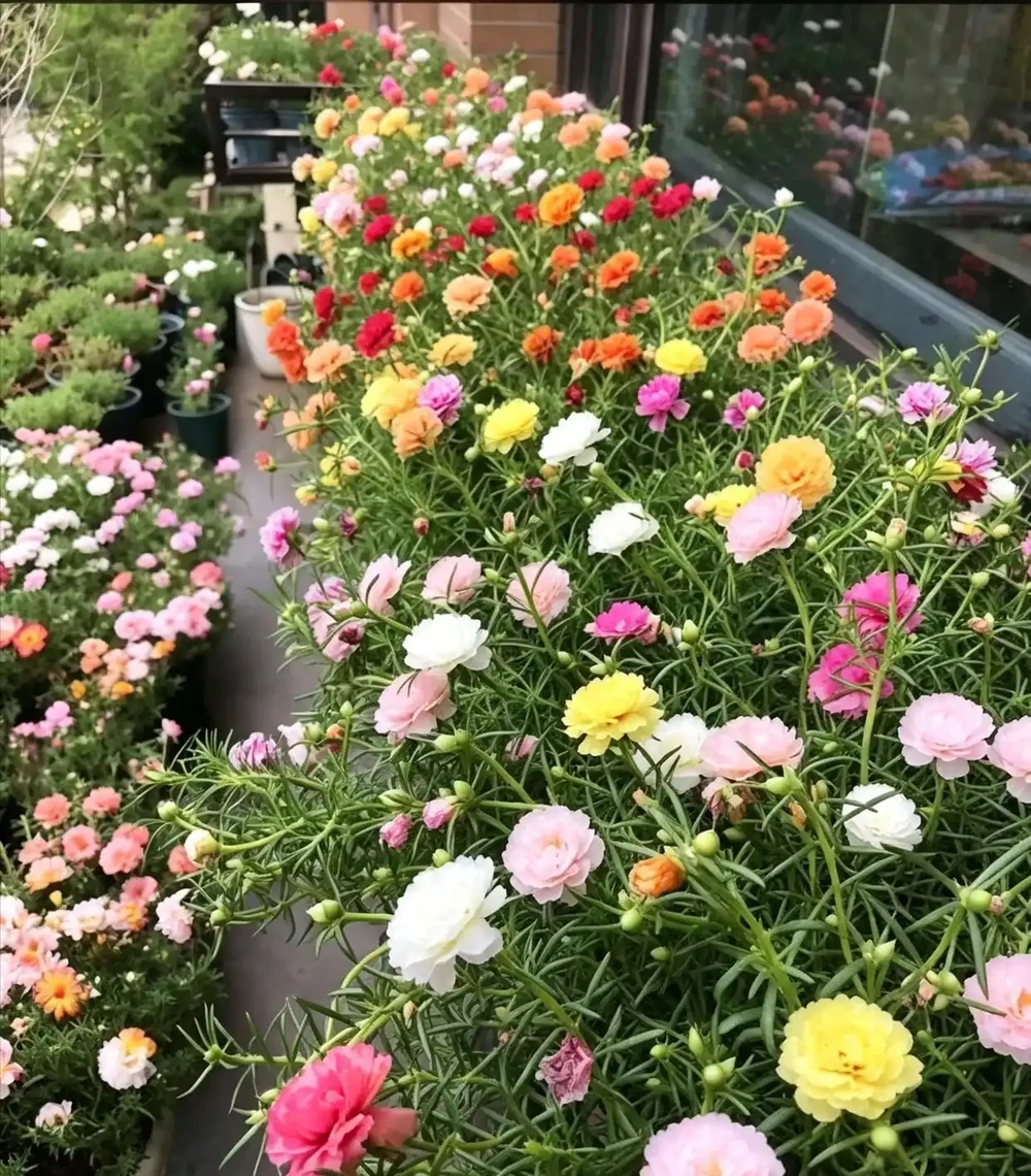 不用羨慕北方的牡丹，咱們南方的「平替花」，也能開得驚豔又熱鬧