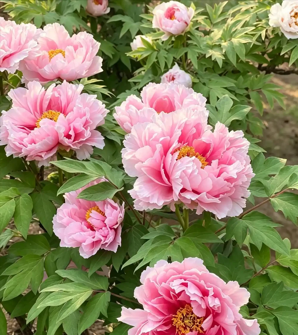 不用羨慕北方的牡丹，咱們南方的「平替花」，也能開得驚豔又熱鬧