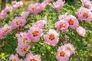 不用羨慕北方的牡丹，咱們南方的「平替花」，也能開得驚豔又熱鬧