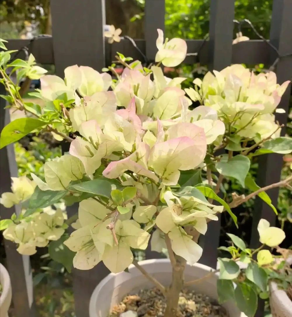 養花別亂買肥!我用廚房5樣「廢料」,葉片油綠開花滿盆