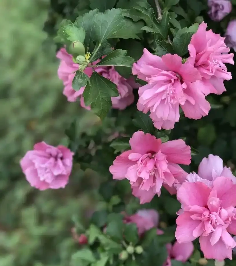 養花別亂買肥!我用廚房5樣「廢料」,葉片油綠開花滿盆