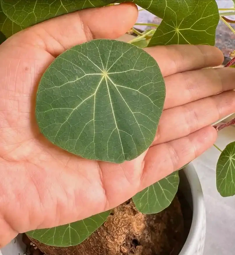養花別亂買肥!我用廚房5樣「廢料」,葉片油綠開花滿盆