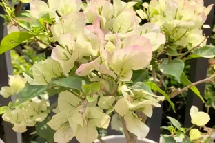 養花別亂買肥！我用廚房5樣「廢料」，葉片油綠開花滿盆