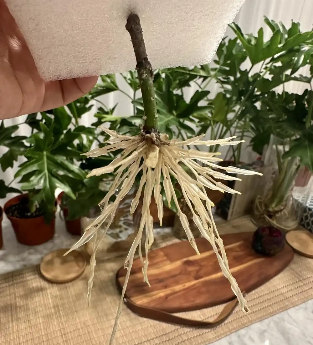 被網友的「白醋用法」驚呆了,省錢不說,還解決了不少養花痛點!