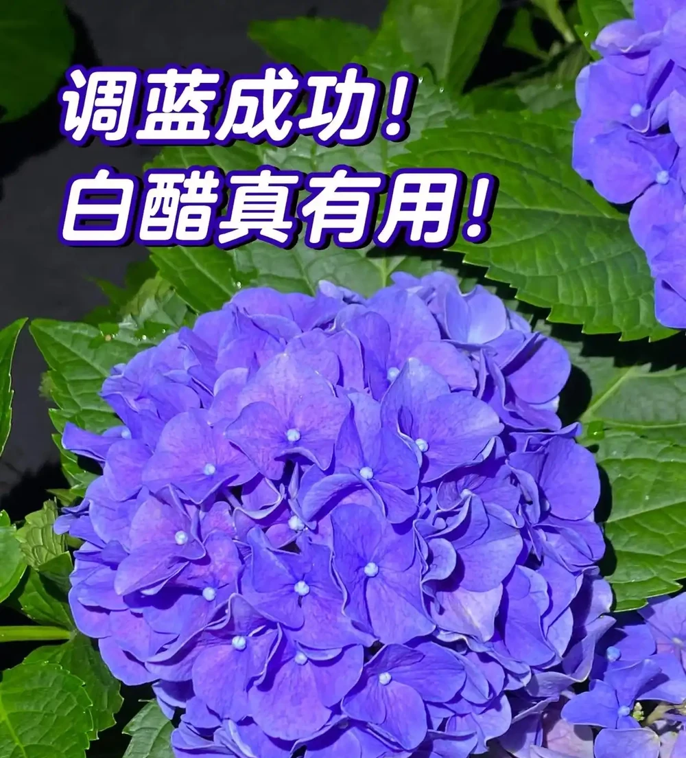 被網友的「白醋用法」驚呆了,省錢不說,還解決了不少養花痛點!
