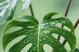 龜背芋一換盆就死？記住「3不要2要」，服介質更快不腐根，新葉蹭蹭長