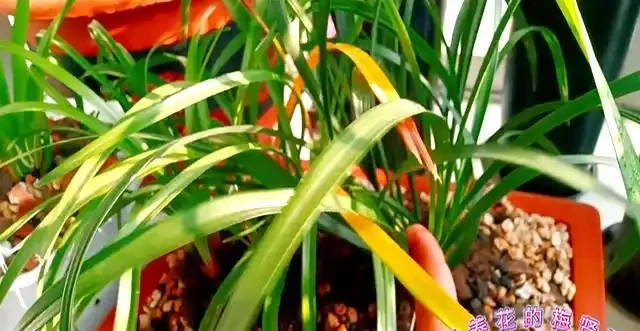 蘭花移植後葉子發黃別慌:三類情況教你照著處理不翻車