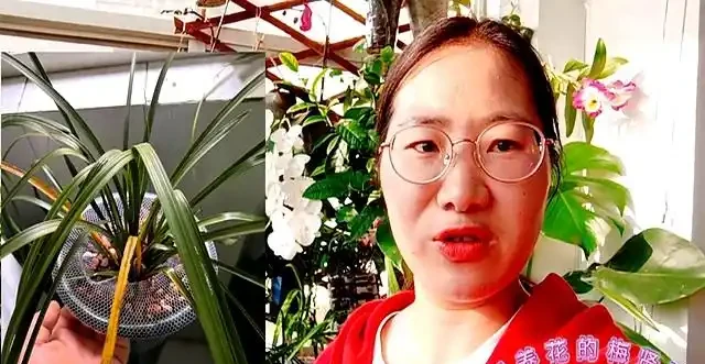蘭花移植後葉子發黃別慌:三類情況教你照著處理不翻車