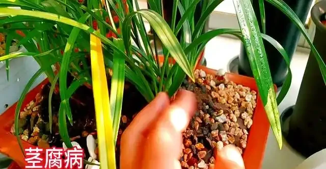蘭花移植後葉子發黃別慌:三類情況教你照著處理不翻車