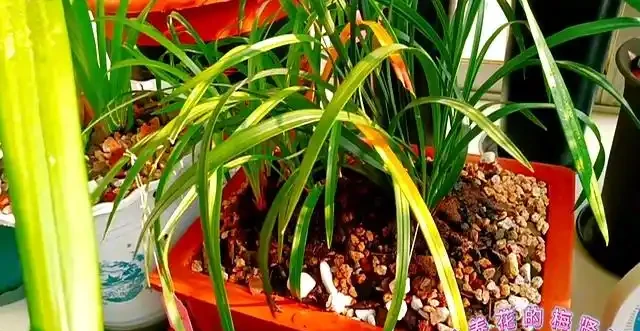 蘭花移植後葉子發黃別慌:三類情況教你照著處理不翻車