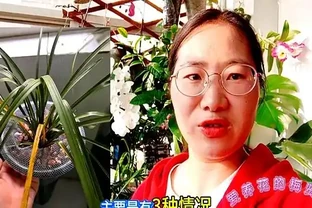 蘭花移植後葉子發黃別慌：三類情況教你照著處理不翻車