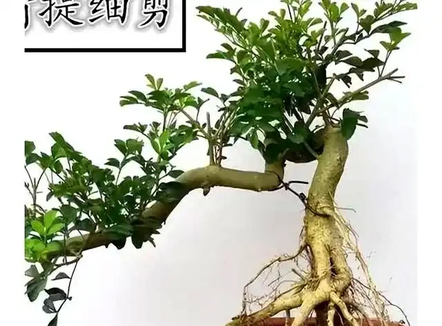 新手提根不慌,這幾招讓盆景根系猛如虎,一年見效
