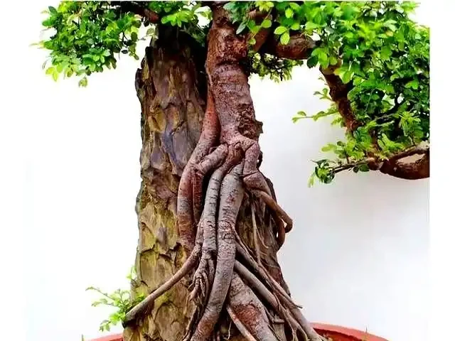 新手提根不慌,這幾招讓盆景根系猛如虎,一年見效