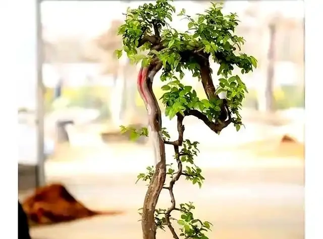 新手提根不慌,這幾招讓盆景根系猛如虎,一年見效