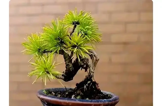 新手提根不慌,這幾招讓盆景根系猛如虎,一年見效