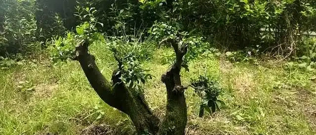 金彈子嫩芽耷拉別慌,三步查因救苗自己動手