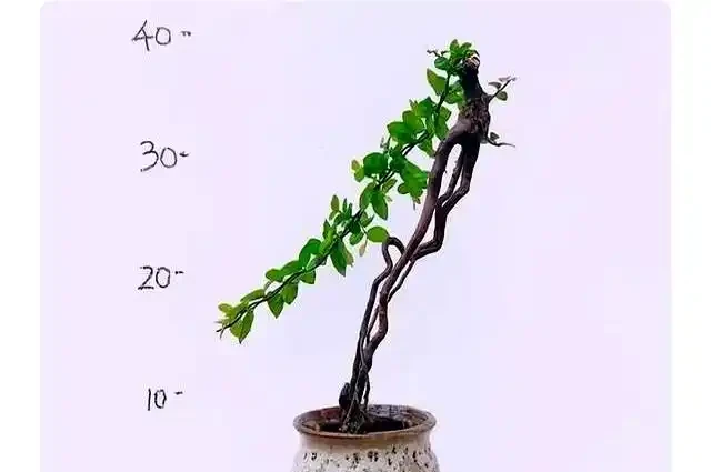 新手提根不慌,這幾招讓盆景根系猛如虎,一年見效