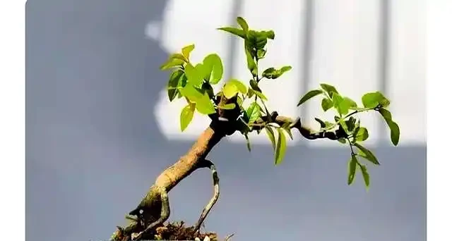新手提根不慌,這幾招讓盆景根系猛如虎,一年見效