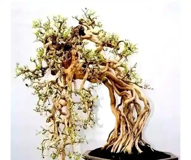 新手提根不慌,這幾招讓盆景根系猛如虎,一年見效