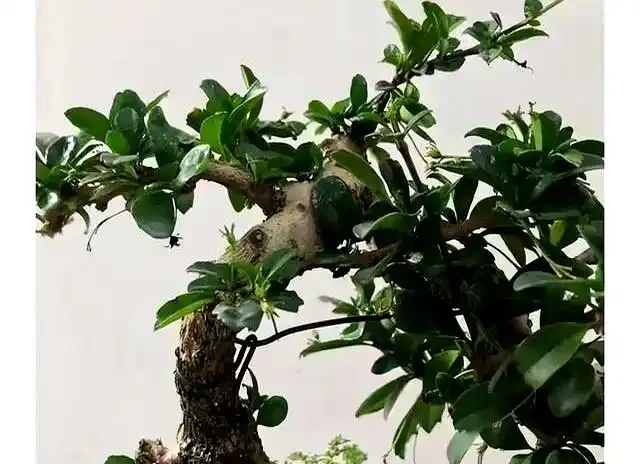 新手提根不慌,這幾招讓盆景根系猛如虎,一年見效