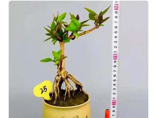 新手提根不慌,這幾招讓盆景根系猛如虎,一年見效