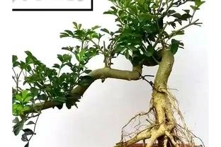 新手提根不慌，這幾招讓盆景根系猛如虎，一年見效