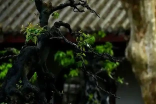 金彈子嫩芽耷拉別慌，三步查因救苗自己動手