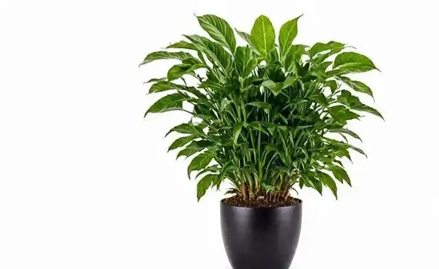 盆栽金鑽施肥要點