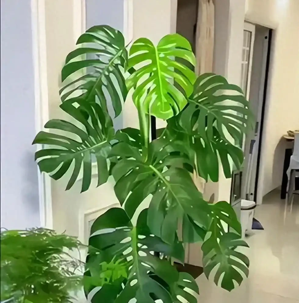 龜背芋四月「喝水」指南:扔掉日曆!看懂3個訊號,新葉子多到攔不住