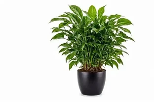 盆栽金鑽施肥要點