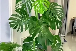 龜背芋四月「喝水」指南：扔掉日曆！看懂3個訊號，新葉子多到攔不住